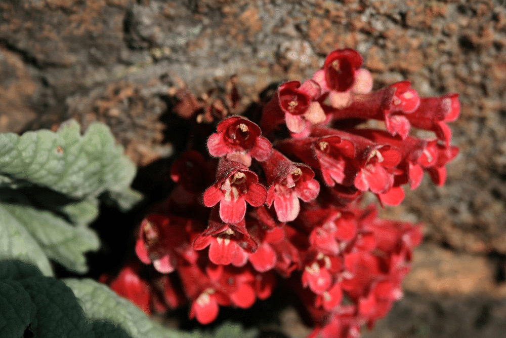 Streptocarpus dunnii