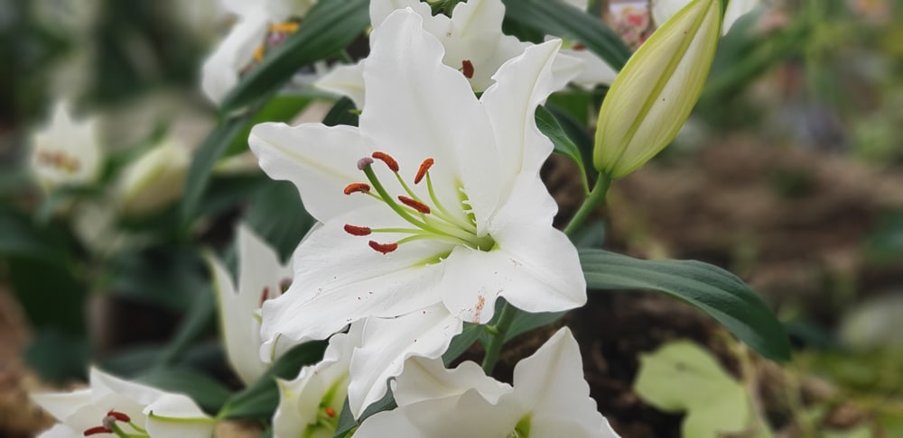 White lilies