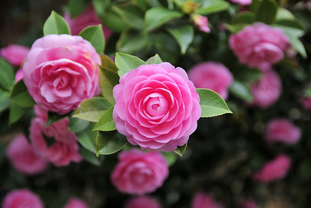 camellia flowers