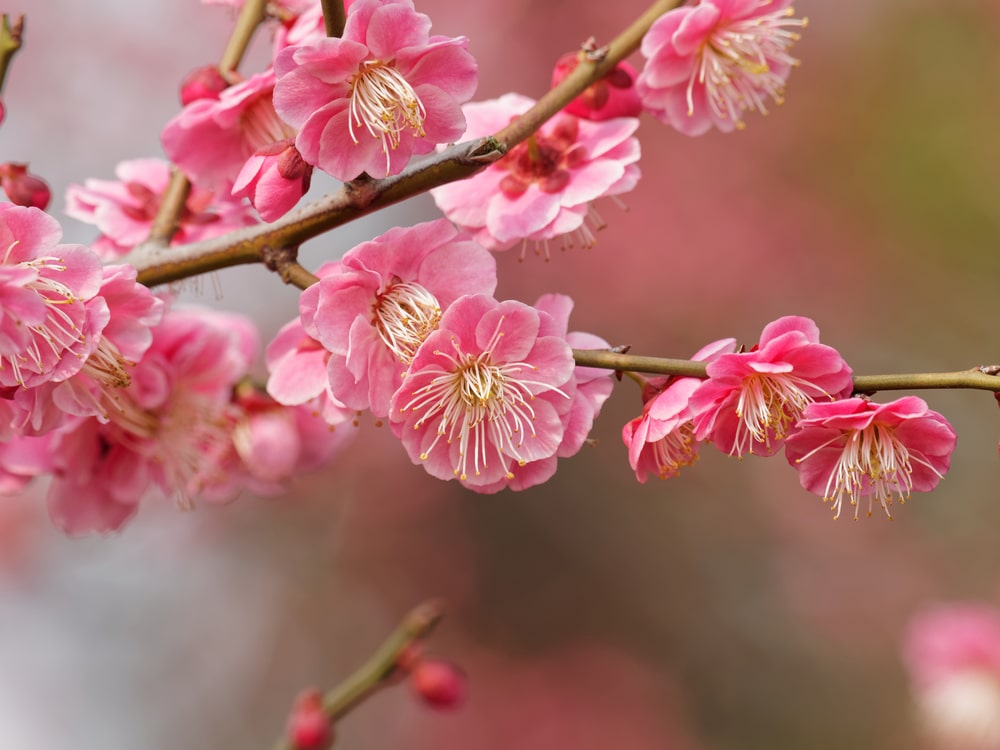 chinese plum blossom