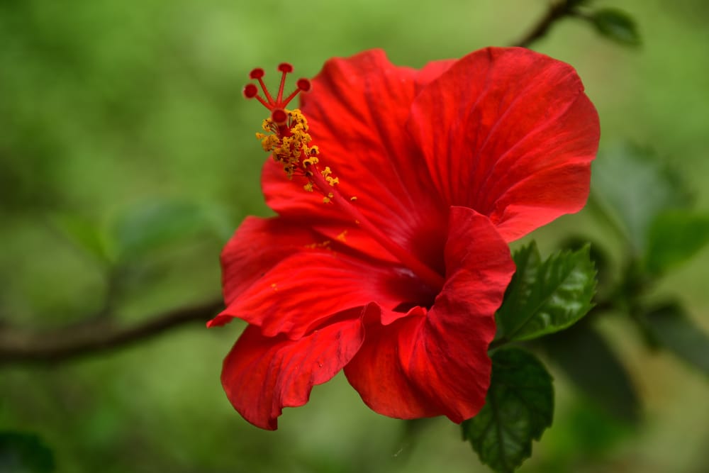 hibiscus flower