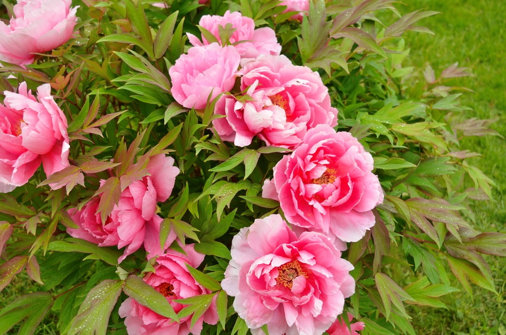 paeonia suffruticosa