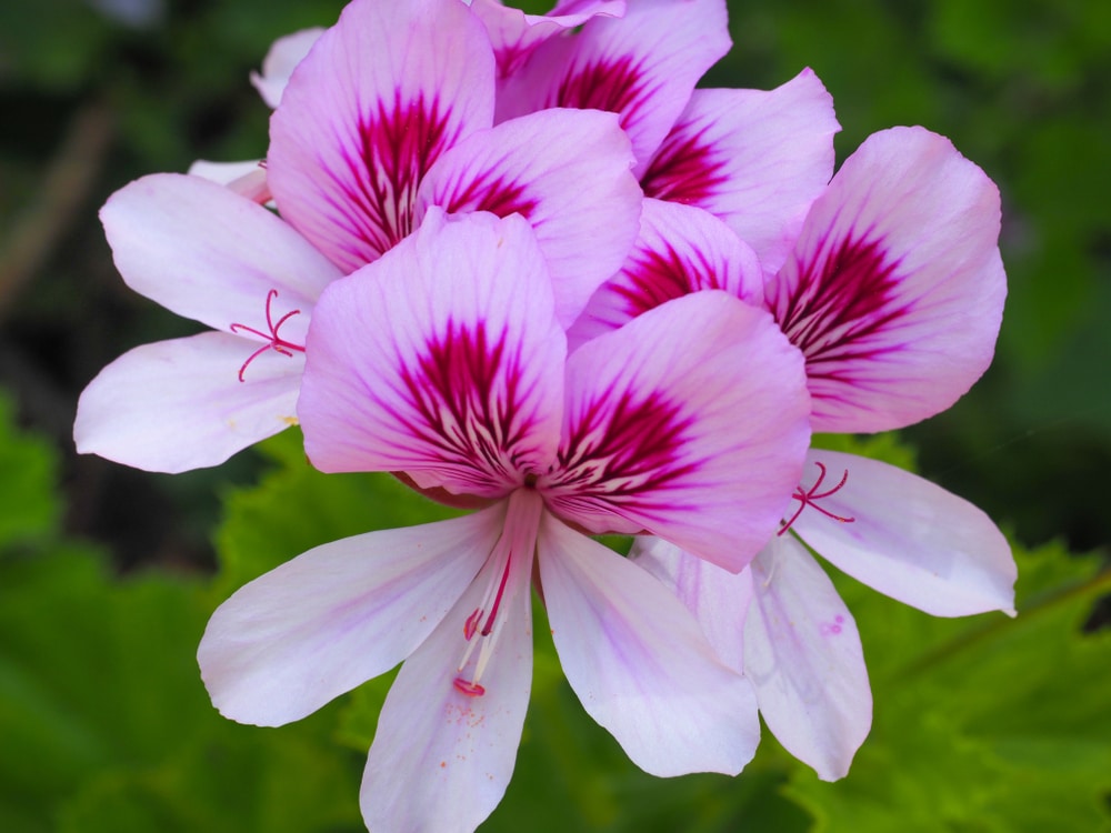 pelargonium cucullatum