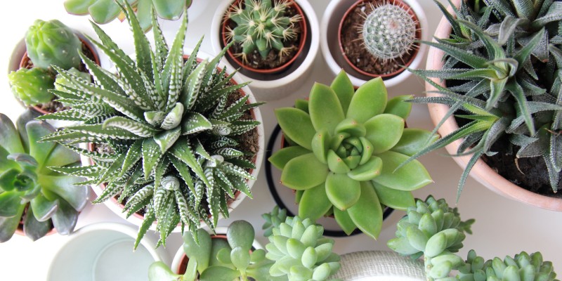 succulent plants