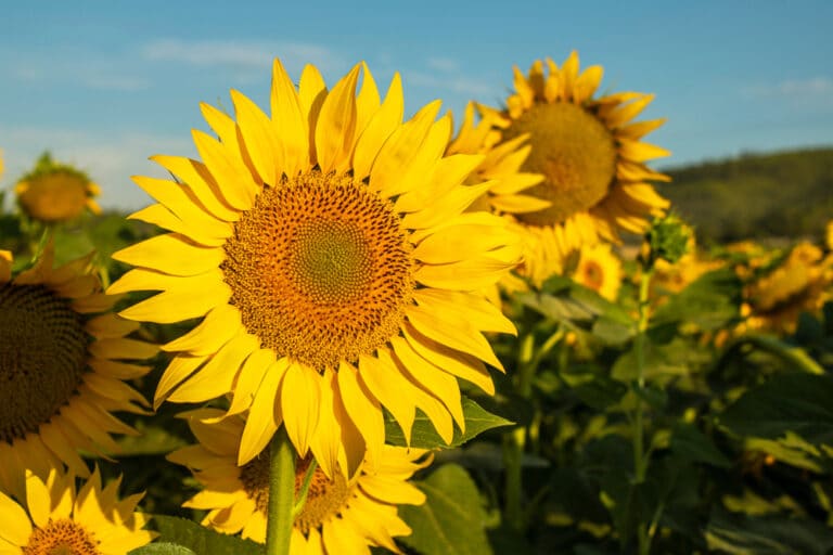 Sunflower Meaning And Symbolism Flower Glossary