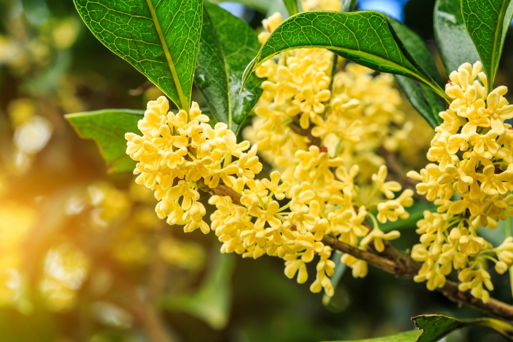 sweet olive flowers