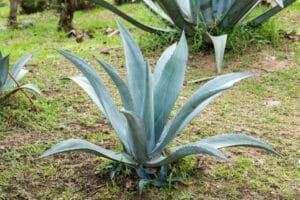 Agave tequilana How to Grow and Care