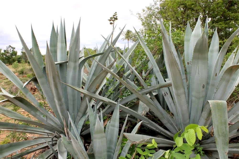 Agave tequilana How to Grow and Care