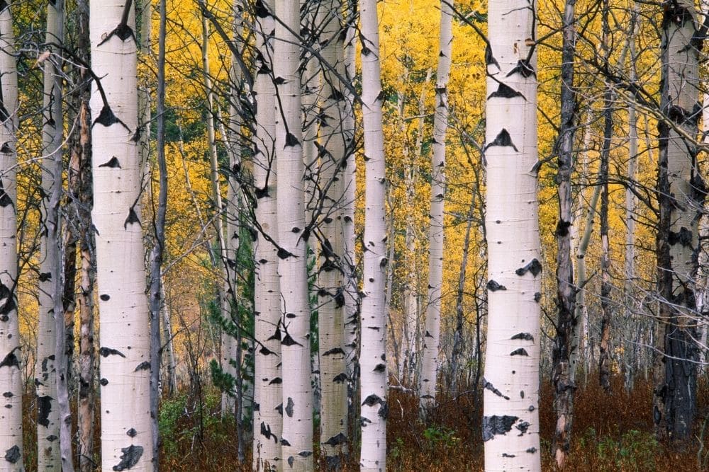 American Aspen