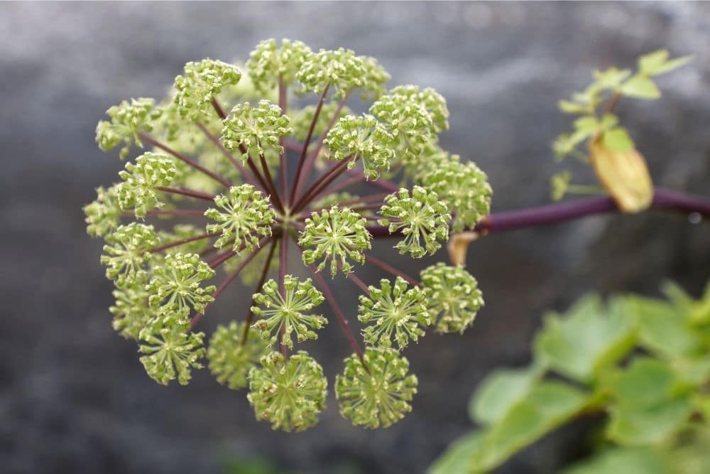 Angelica
