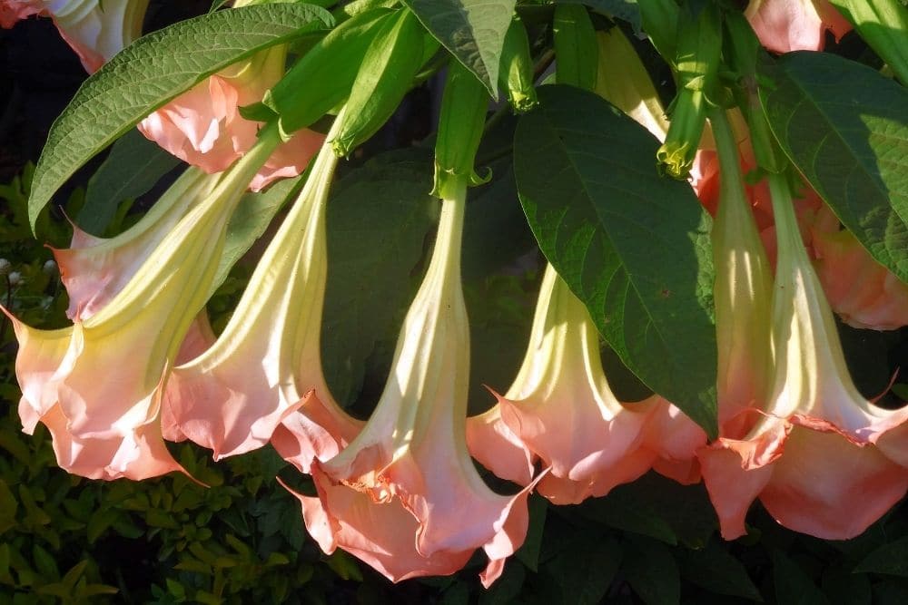 Angels Trumpets