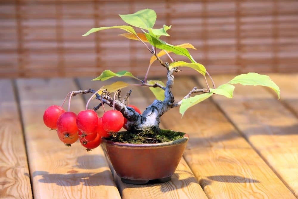 Apple Bonsai Tree