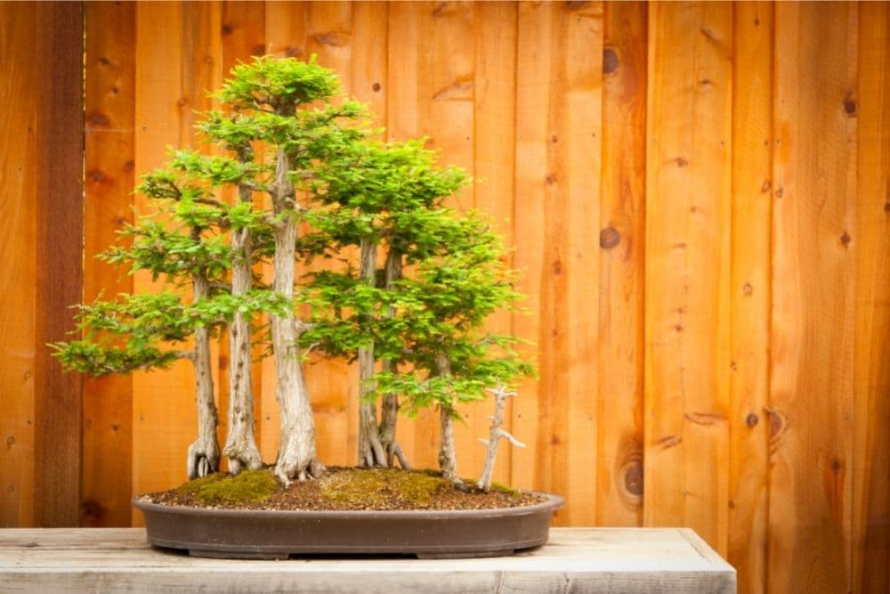 Bald Cypress Bonsai Tree