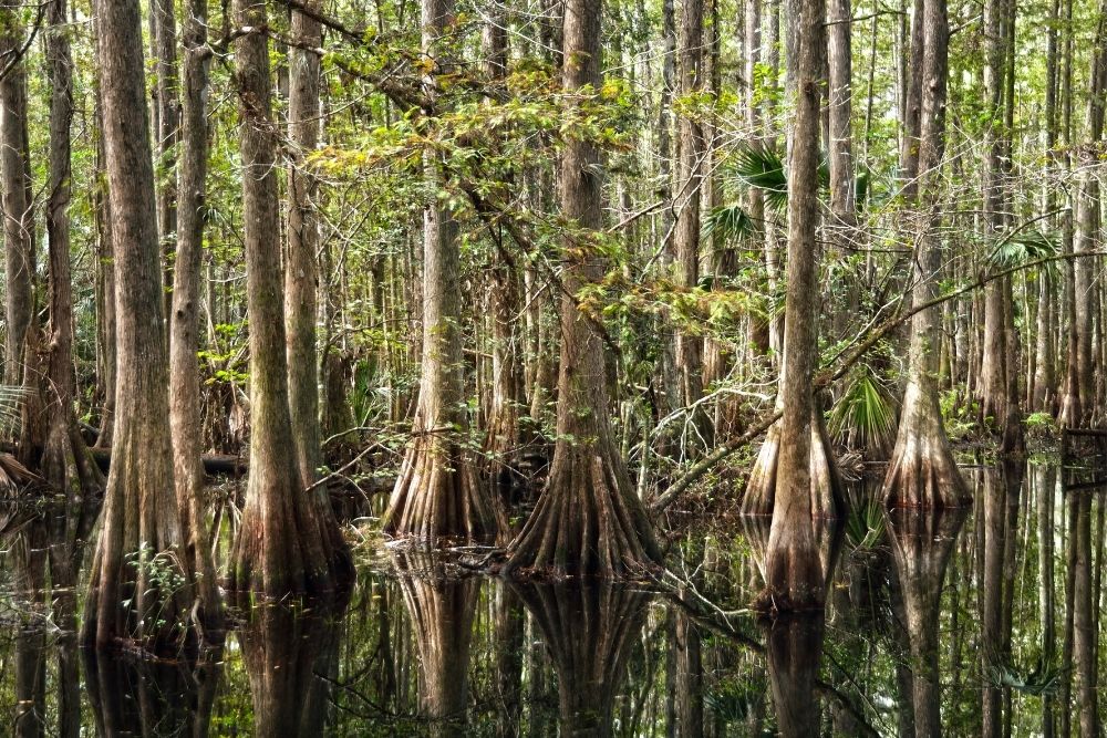 Bald Cypress