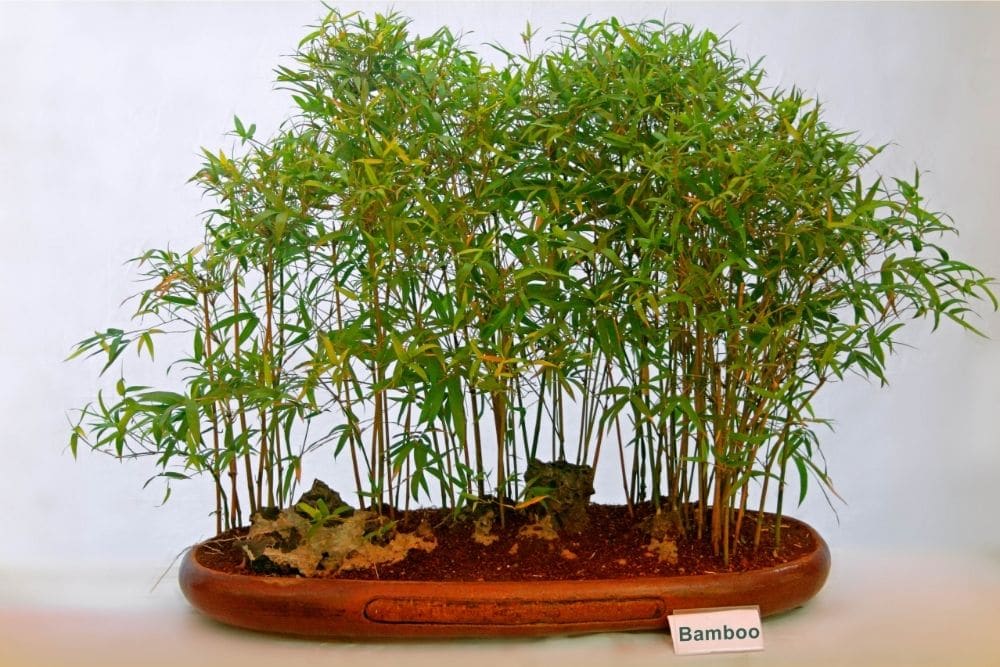 Bamboo Bonsai Trees