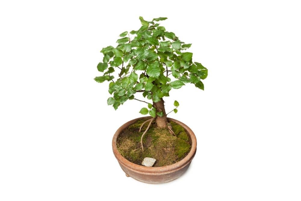 Beech Hornbeam Bonsai