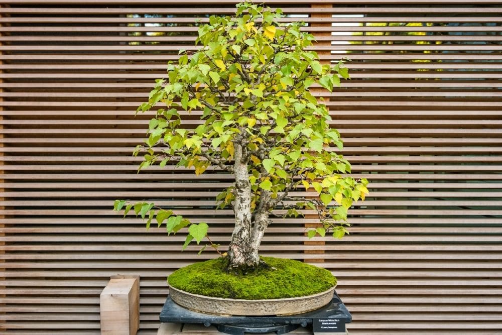 Birch Bonsai Tree