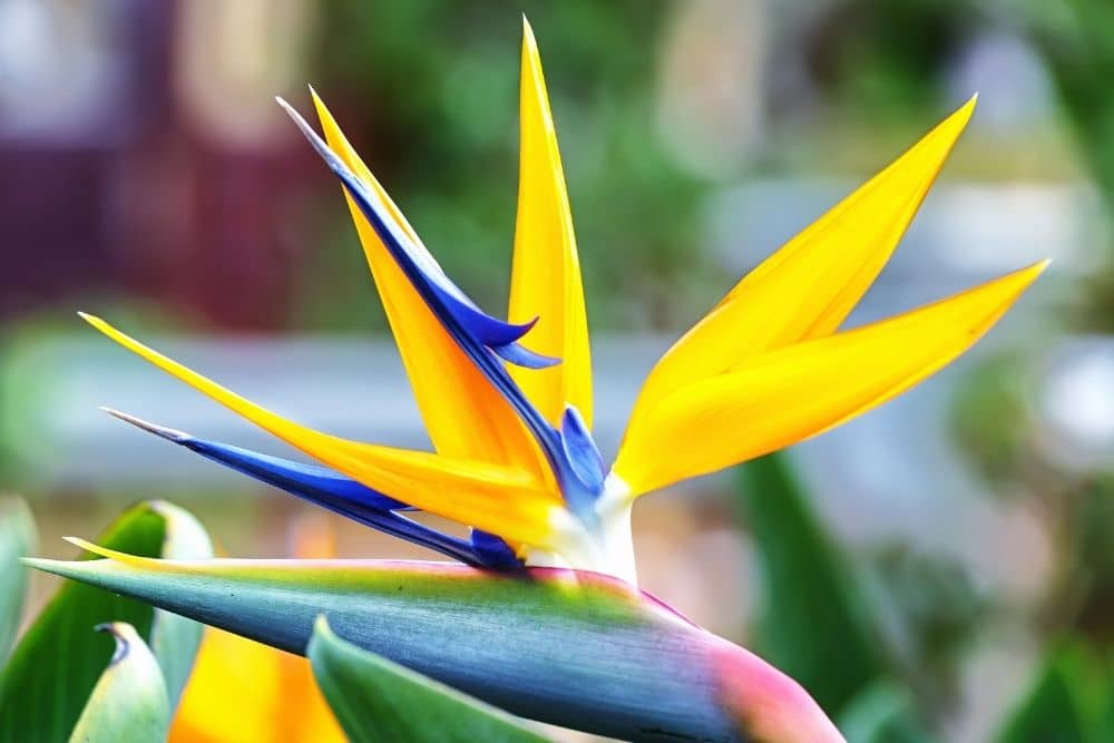 Bird Of Paradise