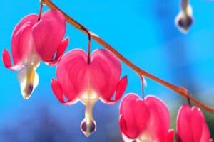 Bleeding Heart Flower Meaning and Symbolism