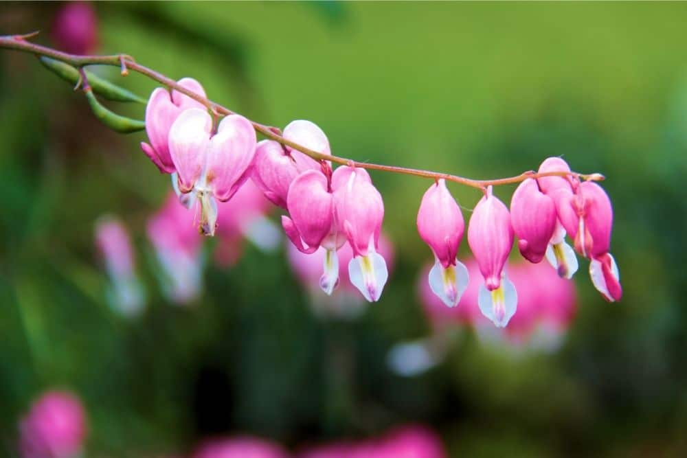 Bleeding Heart Flower