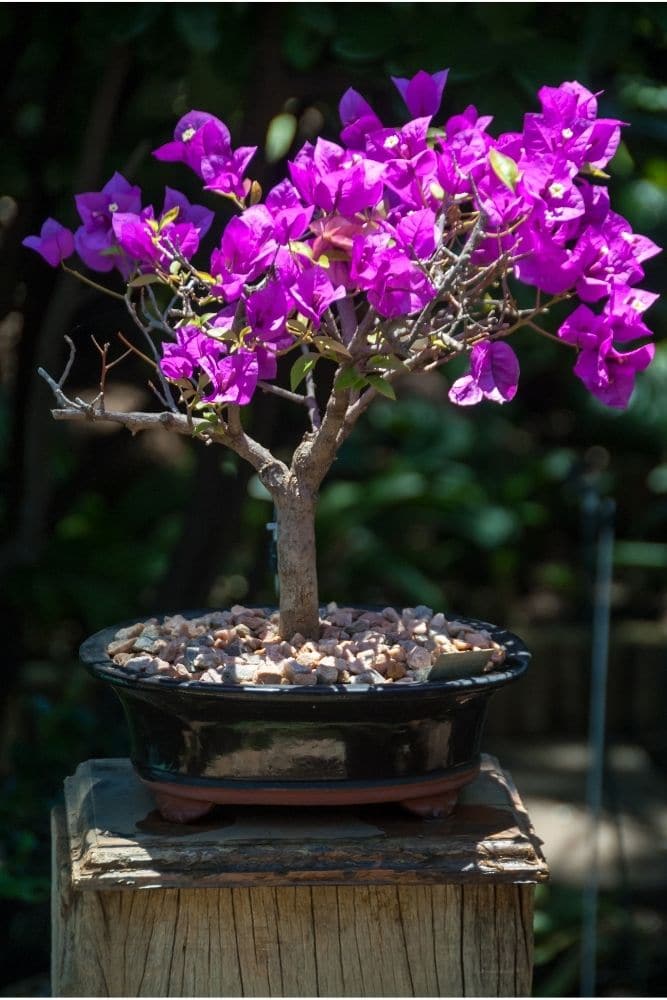 Bougainvillea Bonsai Tree