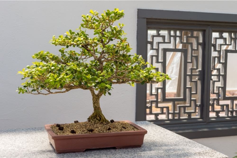 Boxwood Bonsai