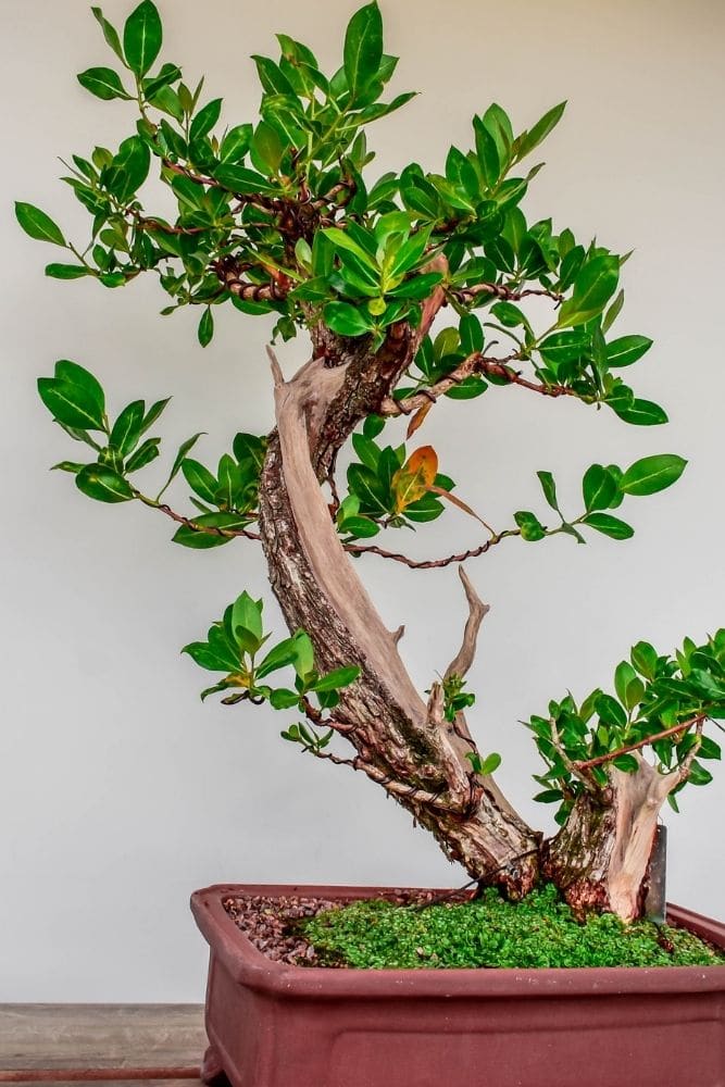 Buttonwood Bonsai Tree