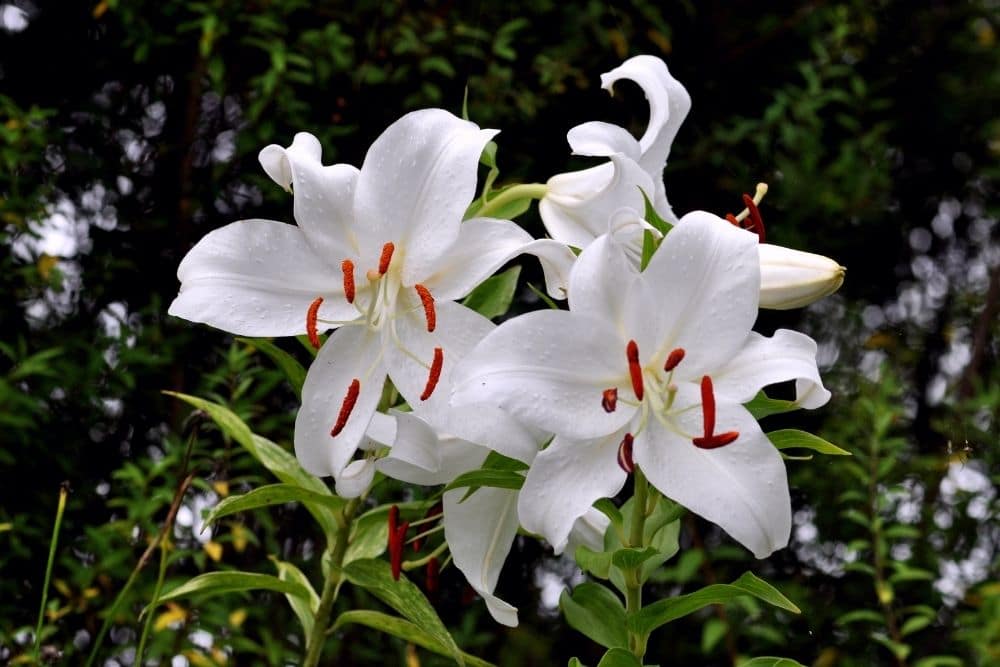 Casa Blanca Lily