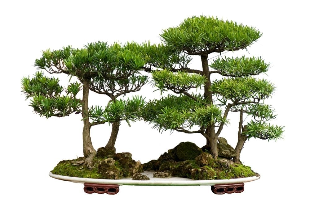 Cedar Bonsai