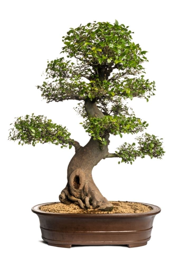 Celtis Bonsai Tree