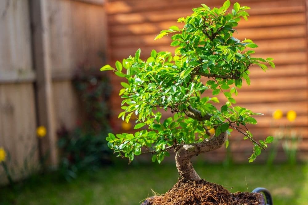 Chinese Elm Bonsai Tree