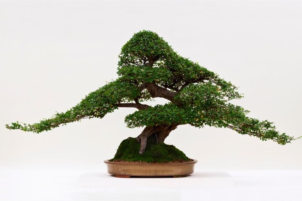 Chinese Elm Bonsai