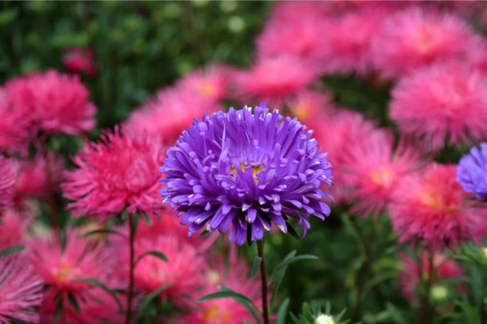 Chrysanthemum Flower Meaning and Symbolism