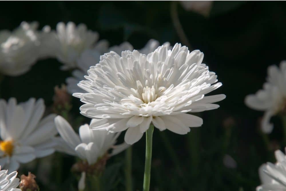 Chrysanthemum