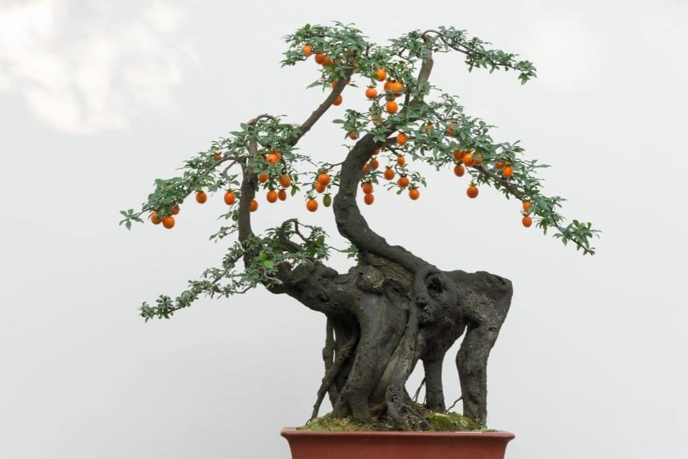 Citrus Bonsai Tree