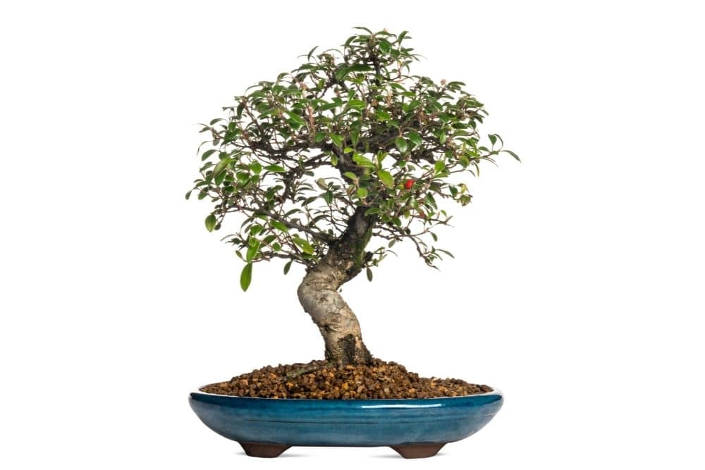 Cotoneaster Bonsai Tree