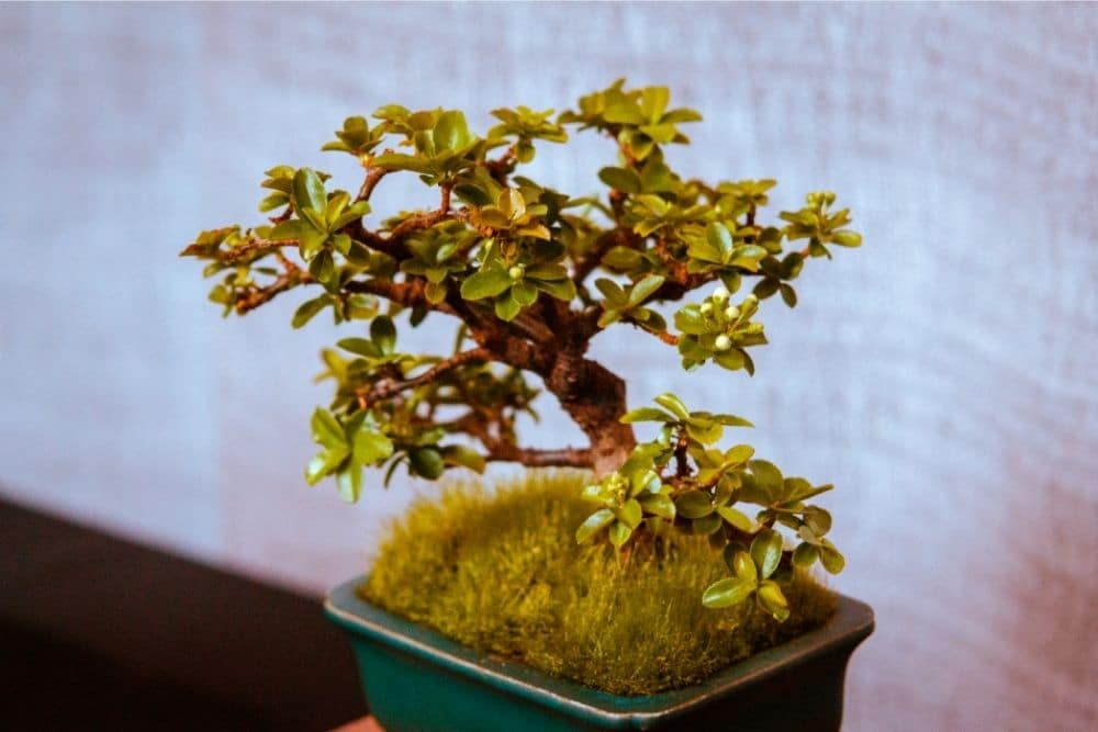 Crabapple Bonsai Tree