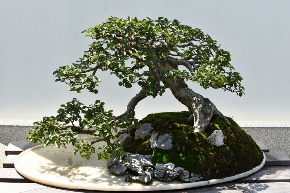 Crepe Myrtle Bonsai Tree