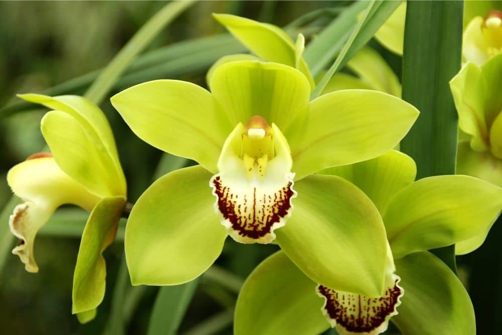 Cymbidium Orchids