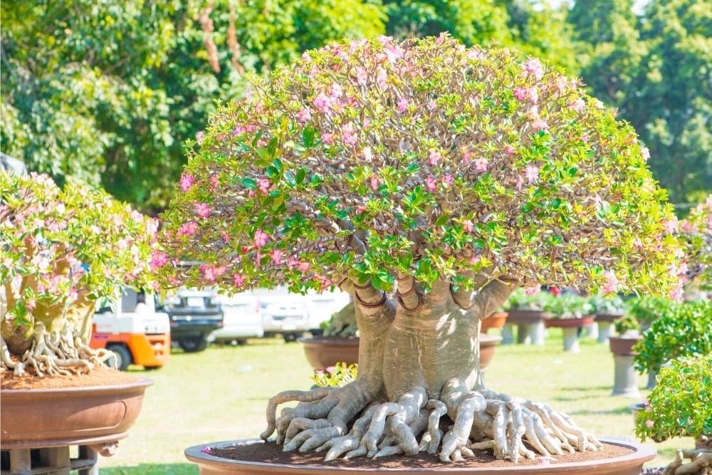 Desert Rose Bonsai Tree