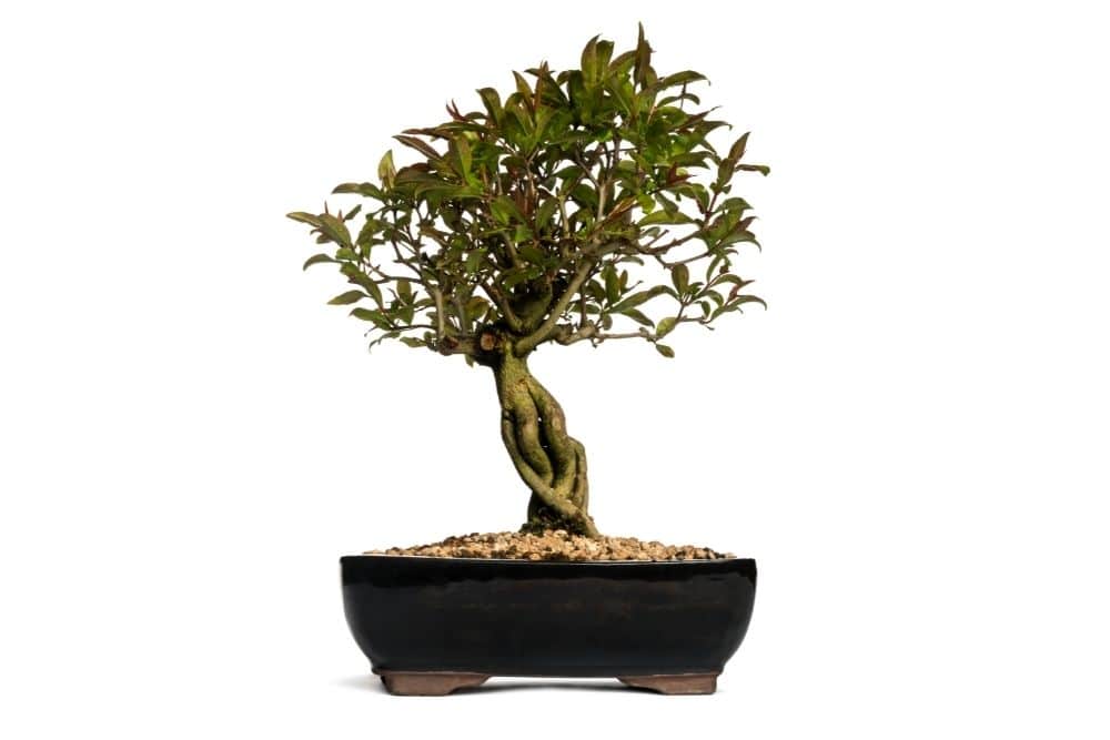 Dwarf Pomegranate Bonsai Tree