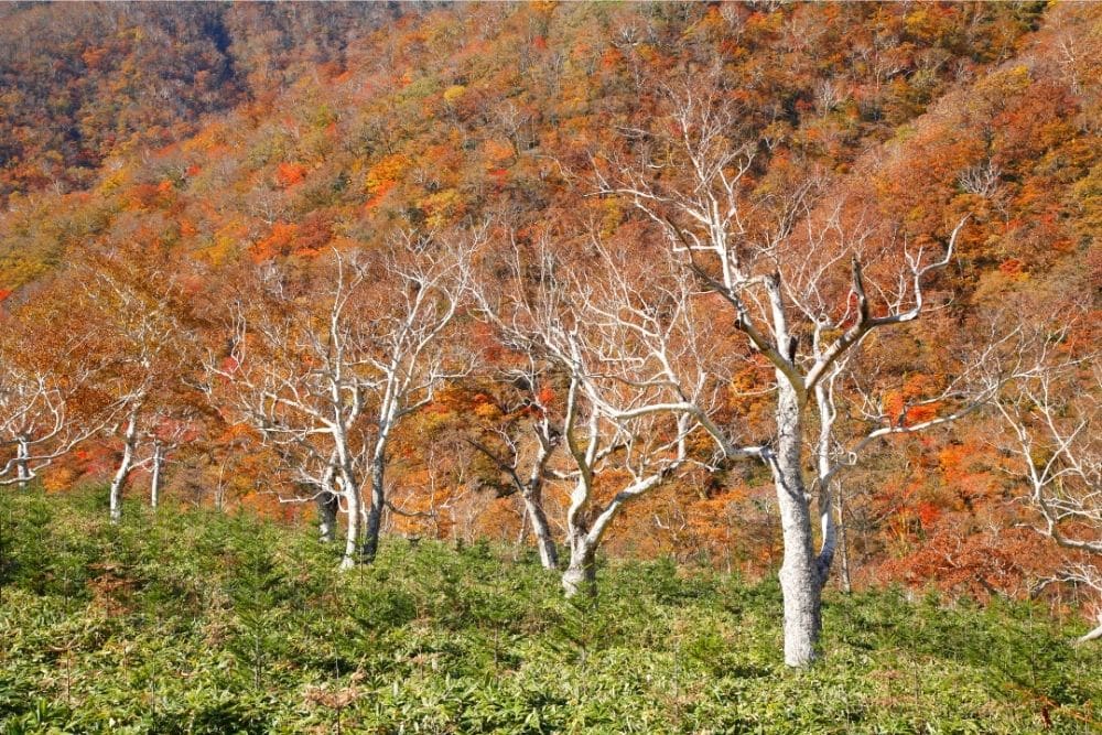 Ermans Birch