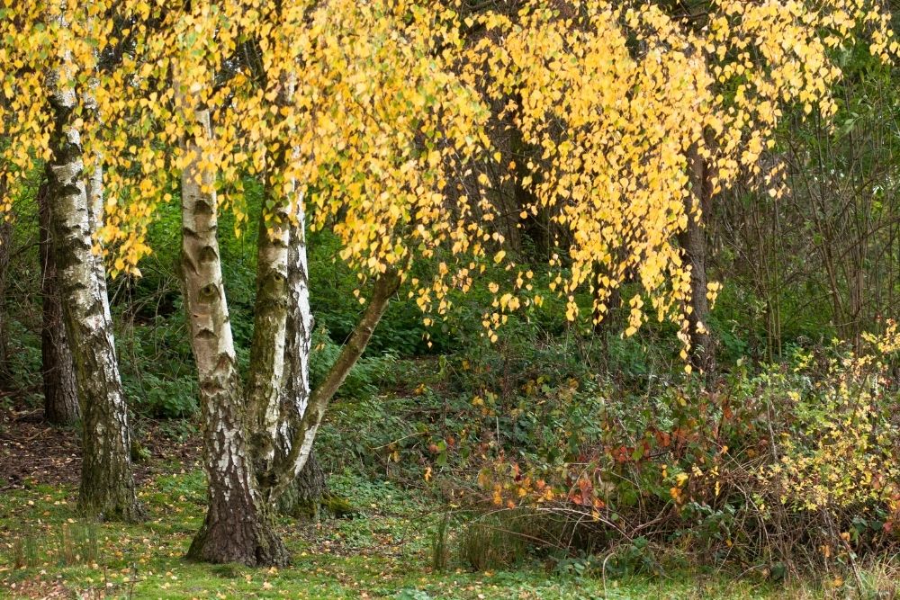 European Birch