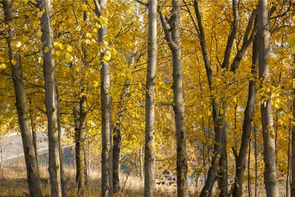 European Poplar