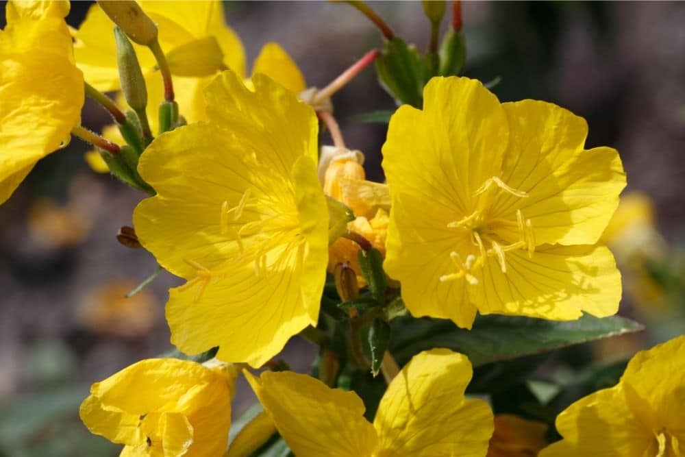 Evening Primrose