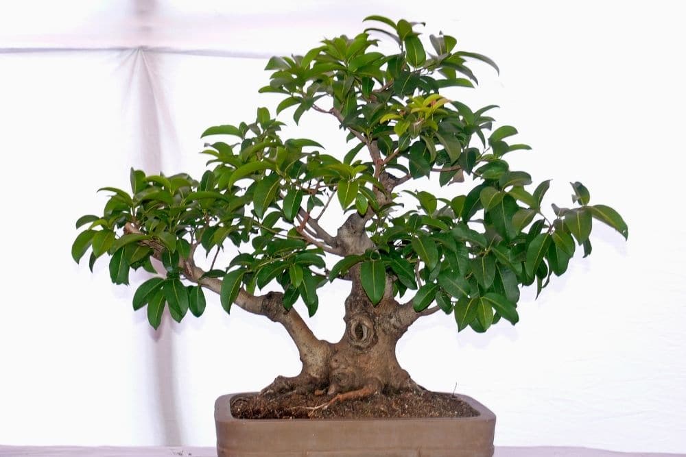 Ficus Bonsai