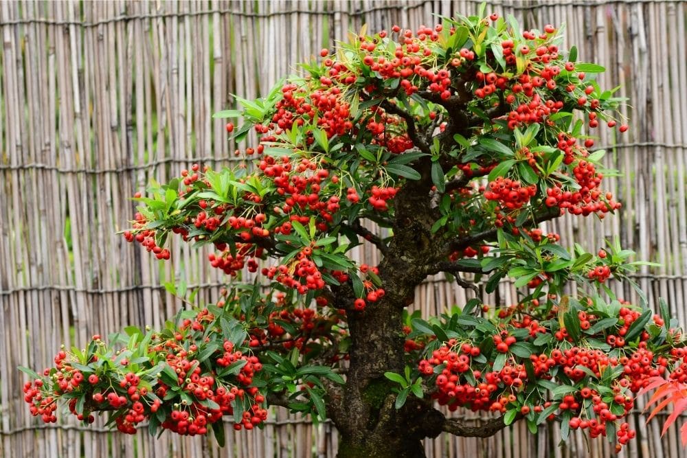 Firethorn Bonsai Tree