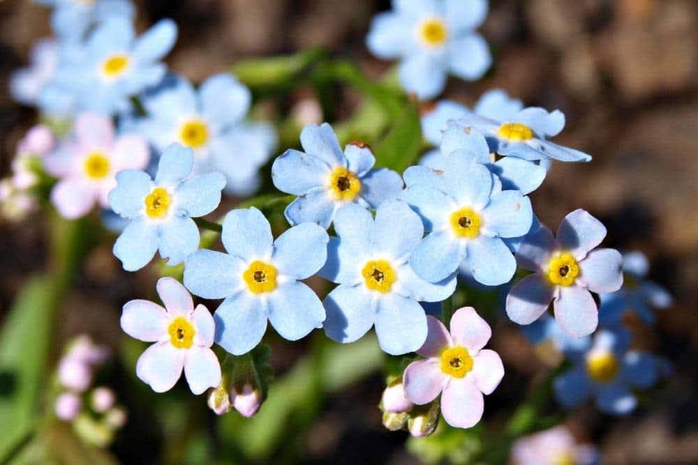 Forget Me Not Flower Meaning And Symbolism