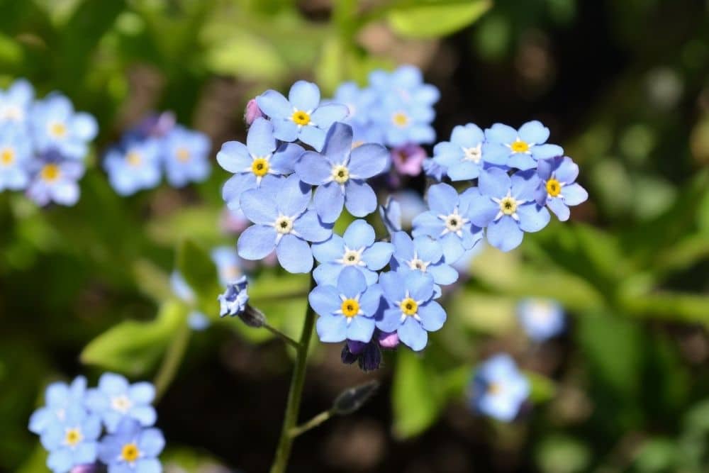 Forget Me Not Flower: Meaning And Symbolism | Flower Glossary