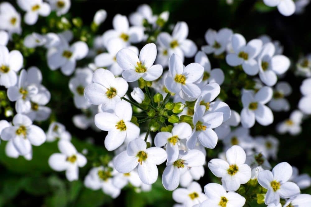 Forget Me Not Flower